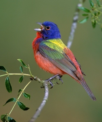 bird-singing.jpg