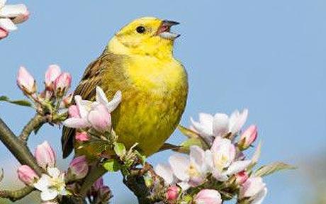 birdSinging_1531570c.jpg