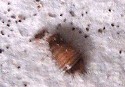 Carpet Beetle Larvae1.jpg